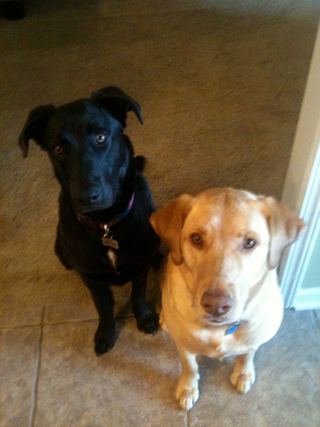 I’m a Dog-Mama&nbsp;too…